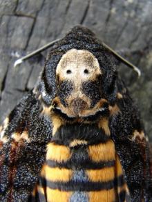 Leśne ciekawostki - motyl Zmierzchnica trupia główka