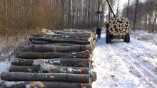 Zimowe pozyskanie drewna
