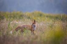 AKCJA SZCZEPIENIA LISÓW