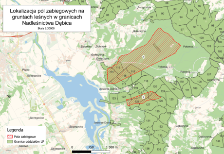 ZWALCZANIE IMAGINES CHRABĄSZCZA